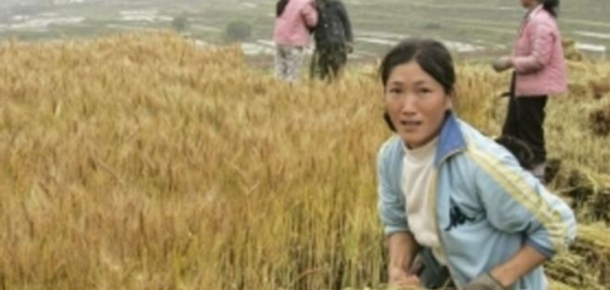 Более 100 тыс. гектаров России сдадут в аренду китайцам