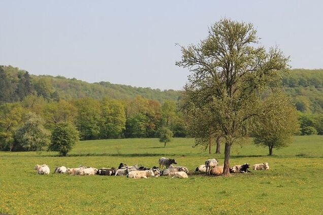 В Катериновке подорвался пастух на самодельной растяжке 'из матраса'