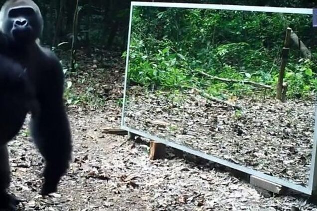 Животные и зеркало: смешная реакция зверей на свое отражение