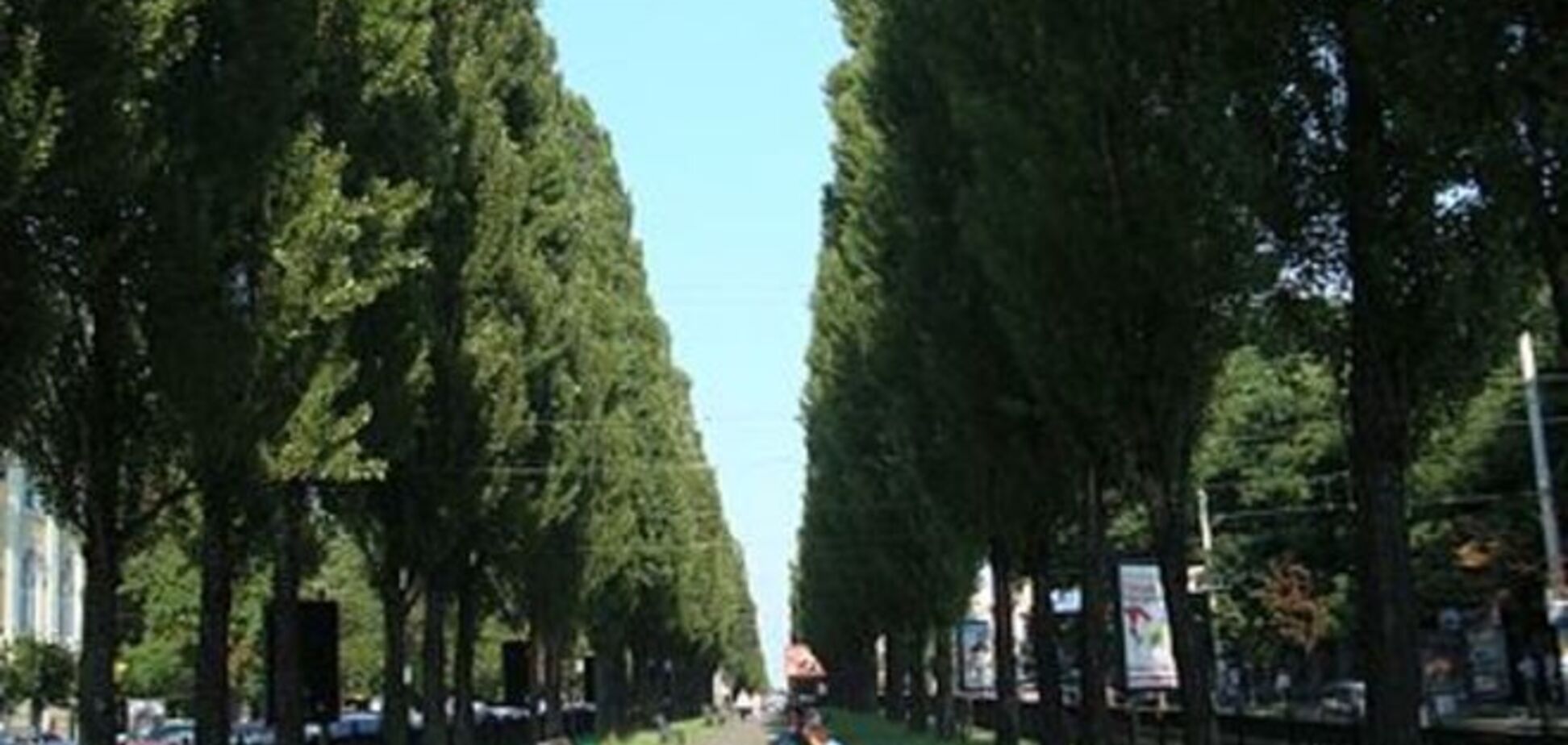 В Киеве вырубят все тополя