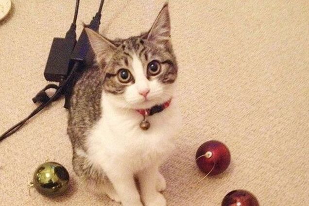 18 котов-параноиков, которые обожают коллекционировать 'сокровища'