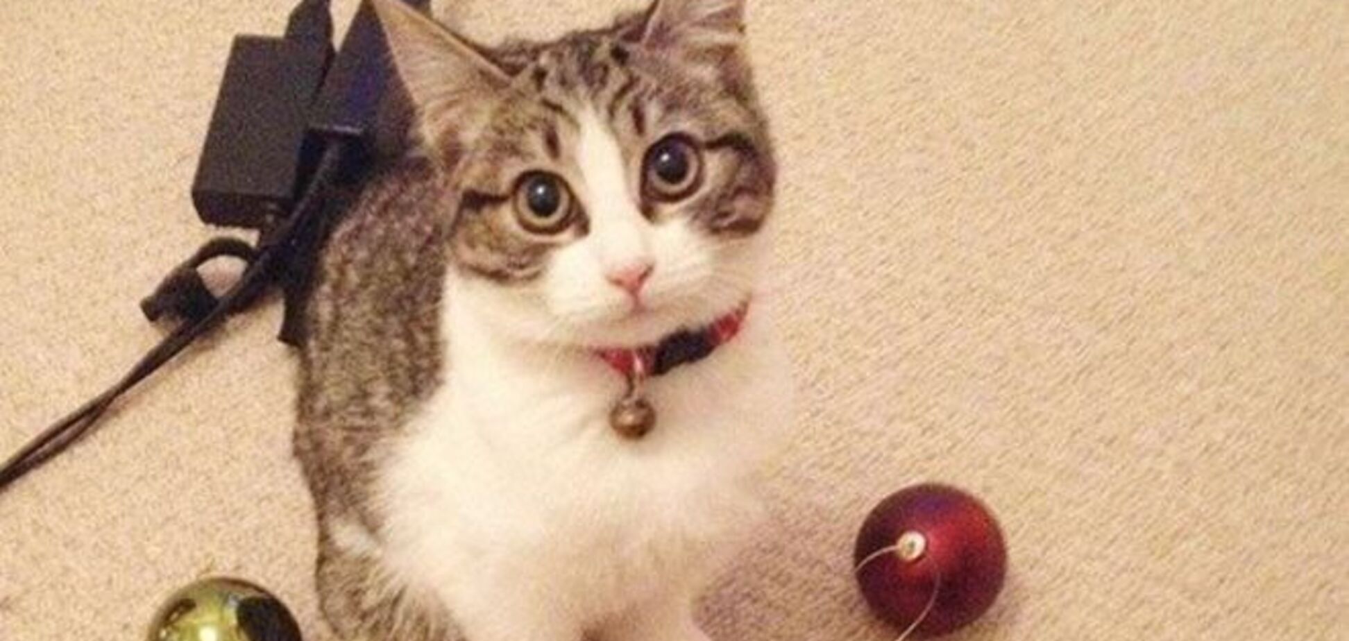 18 котов-параноиков, которые обожают коллекционировать 'сокровища'