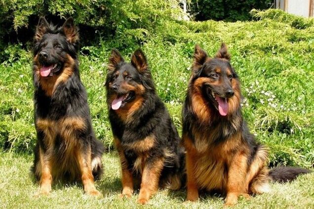 Для службы в АТО планируют 'мобилизовать' собак