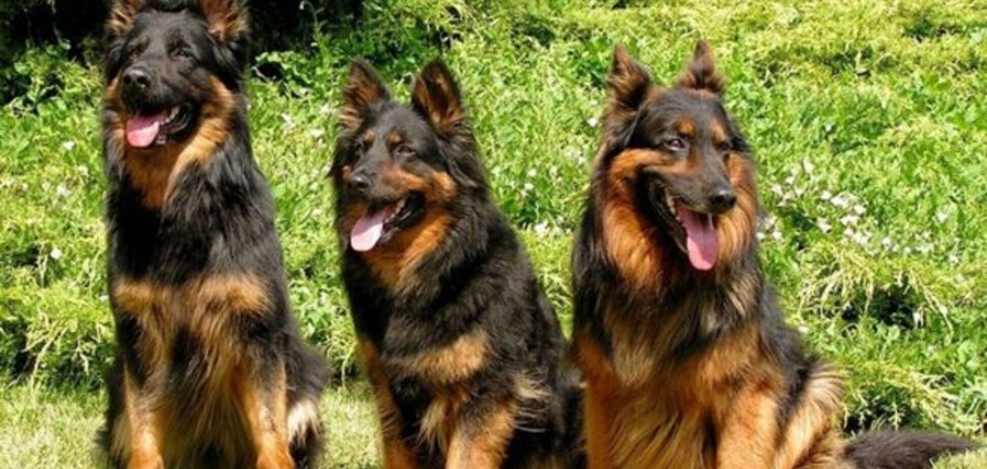 Для служби в АТО планують 'мобілізувати' собак