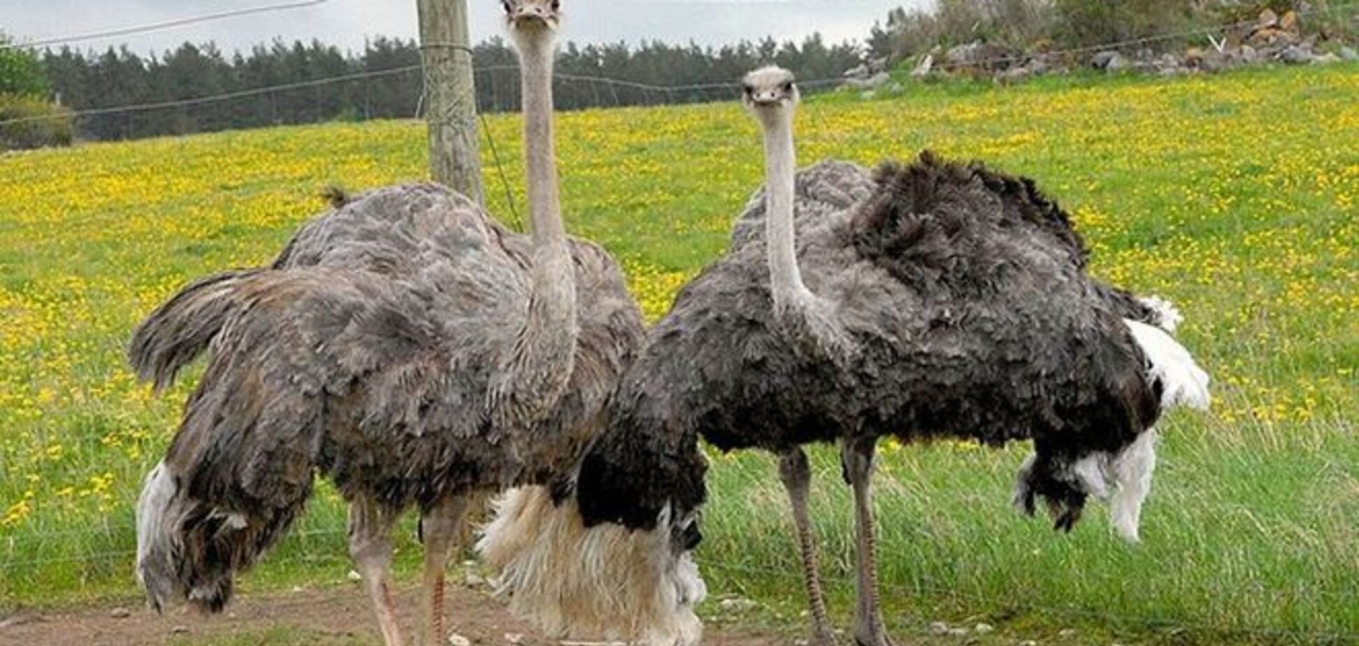 Премія Страуса: грецька логіка, заборона Росії і американська дупа