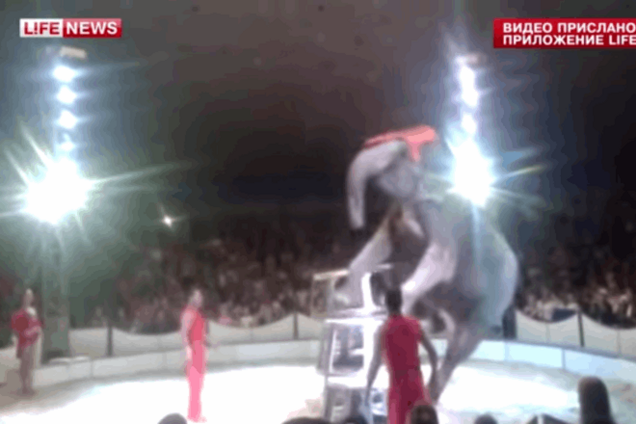 Слон упал с 2-метровой высоты во время циркового шоу: опубликовано видео