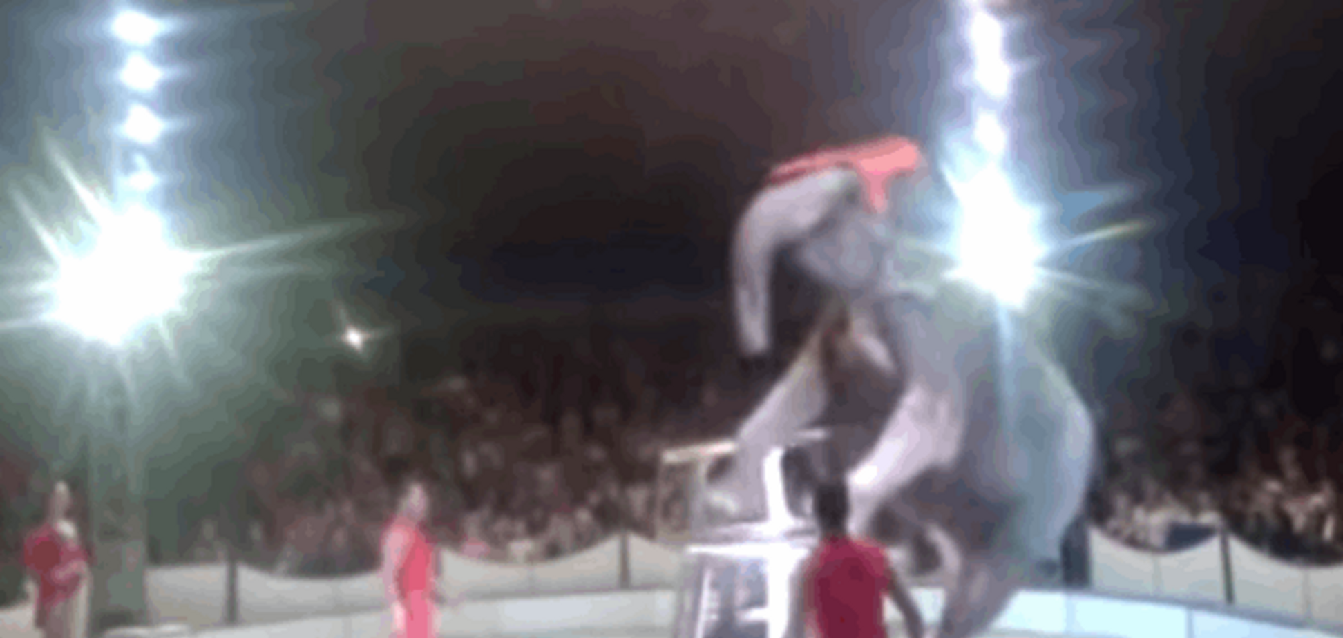 Слон упав з 2-метрової висоти під час циркової шоу: опубліковано відео