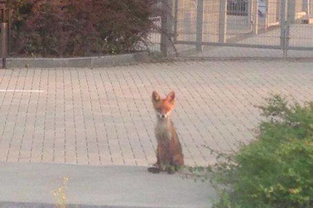 Рыжая лиса в Донецке позировала на фоне 'мертвой' Донбасс Арены: фотофакт