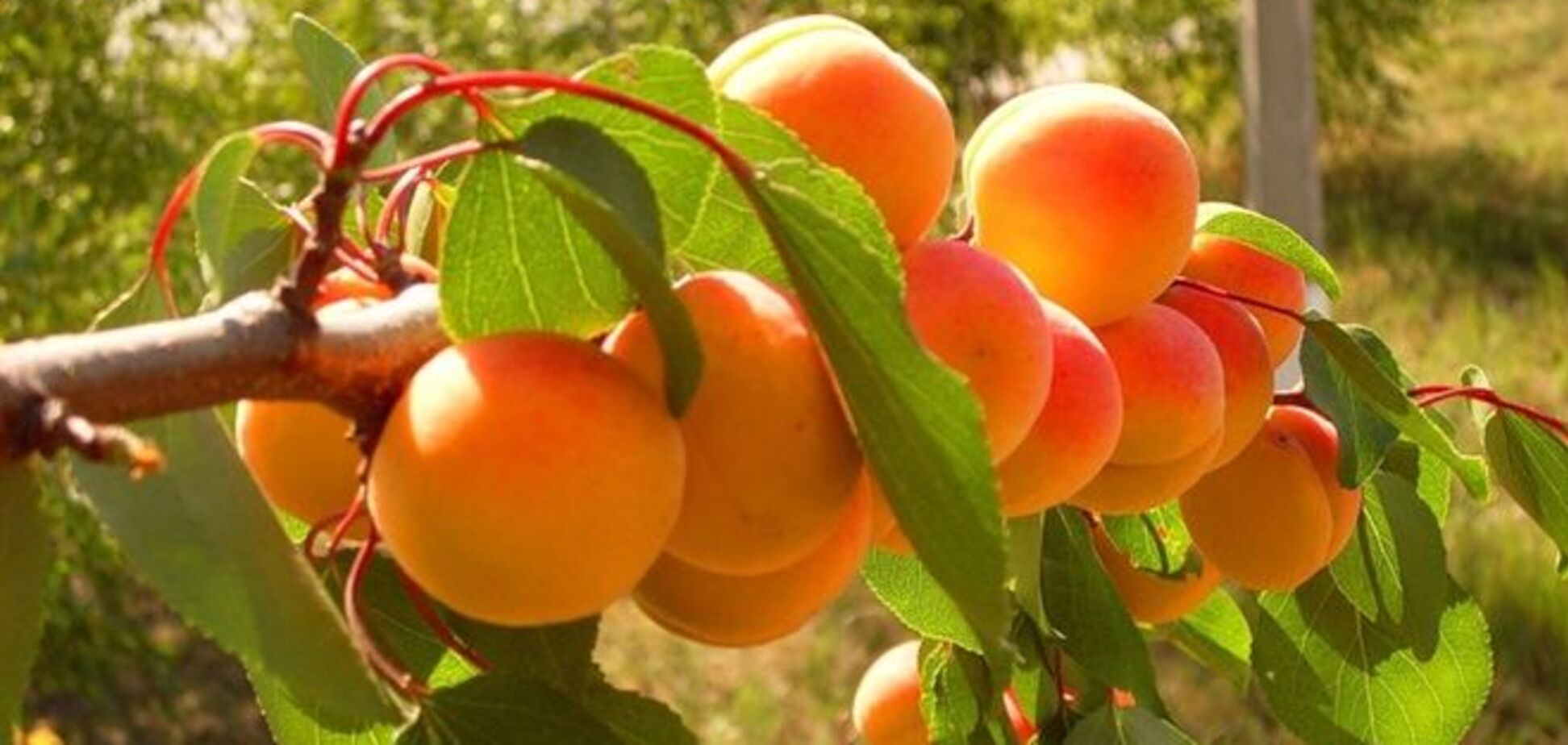 Абрикосы Донбасса