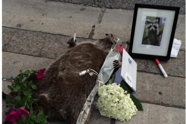 В Торонто устроили мемориал памяти умершего енота: опубликованы фото и видео