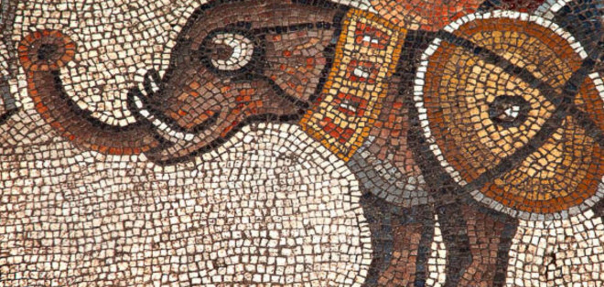 В Израиле нашли уникальную мозаику со странными слонами: опубликованы фото