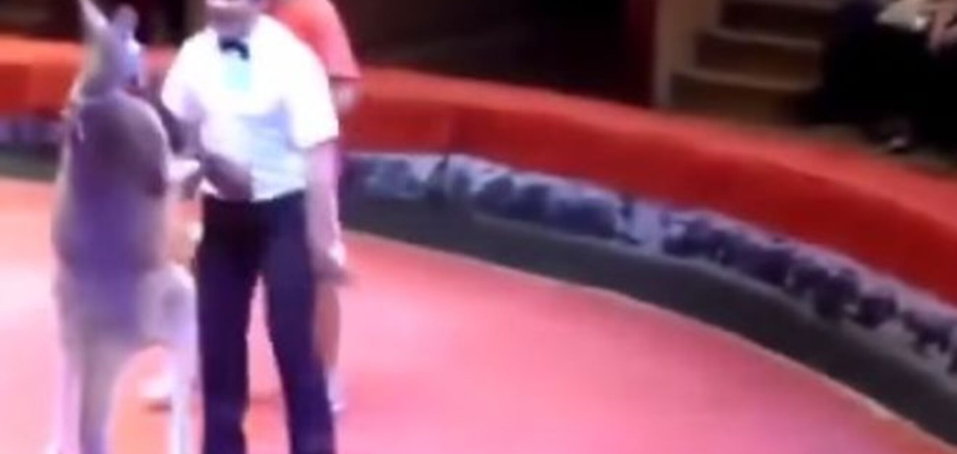 Кенгуру-боксер стал звездой интернета: яркое видео