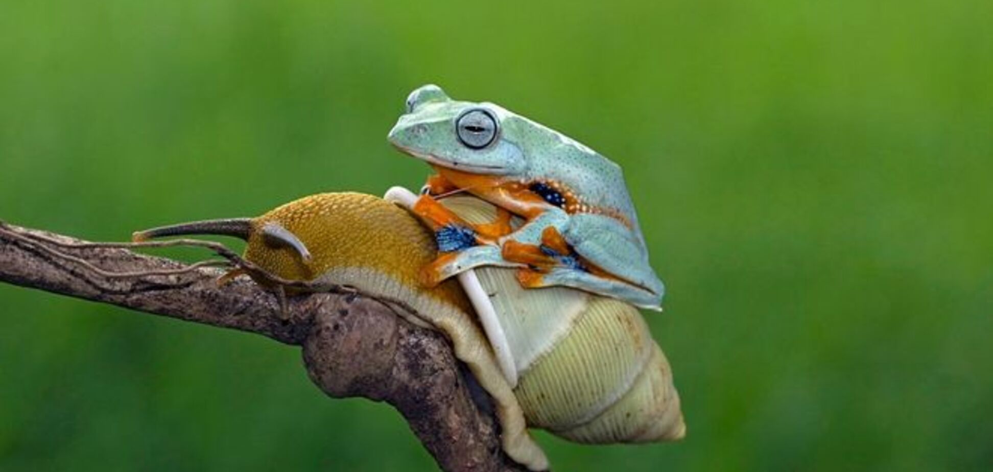 Природное такси: лягушка оседлала улитку для неспешной прогулки