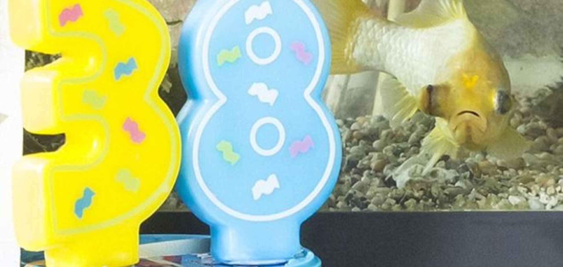 Рекордная дата: в Британии золотая рыбка прожила в одной семье 38 лет