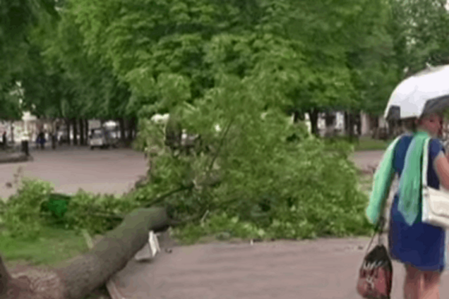 В Одесі літнього чоловіка придавило дерево, яке впало через ураган: Відеофакт