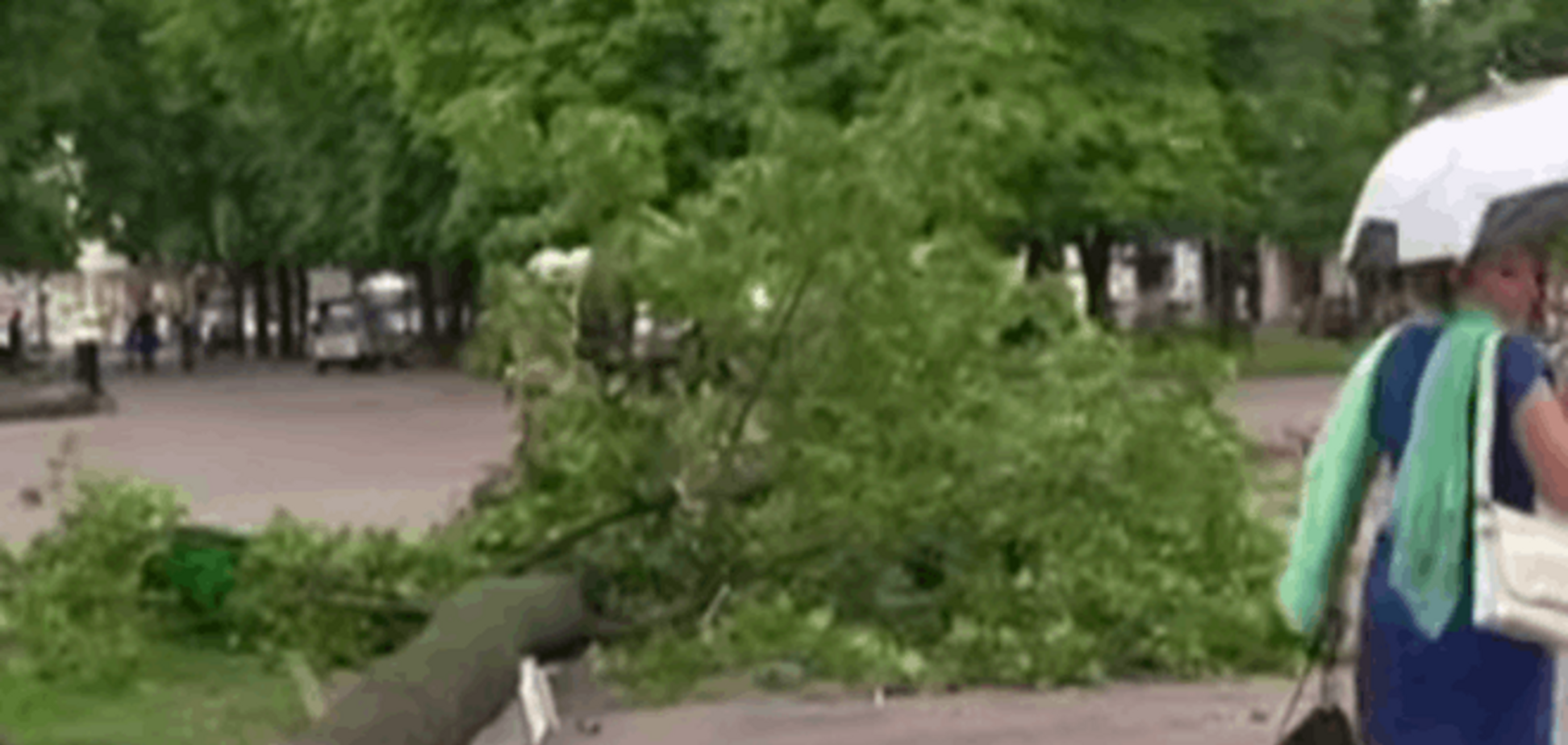 В Одессе пожилого мужчину придавило упавшим из-за урагана деревом: видеофакт 