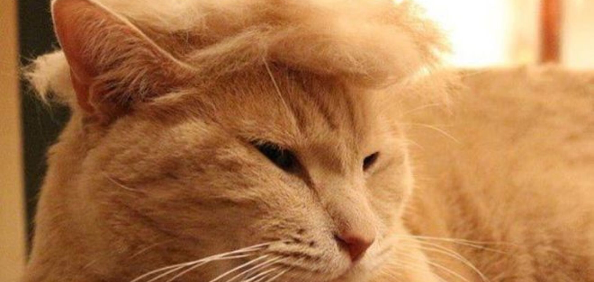 Коты затроллили Дональда Трампа: смешные фото в париках из собственной шерсти