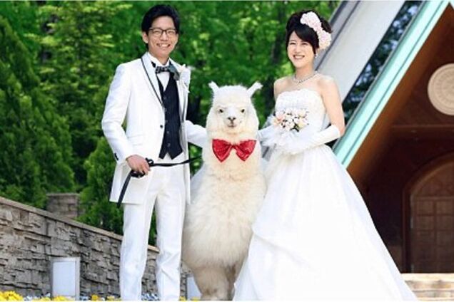 В Японии на свадьбу свидетелем приглашают… альпаку: опубликованы фото