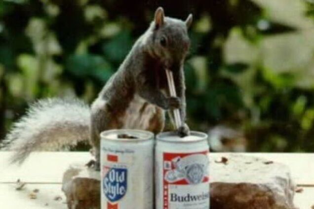 Почти 500$ ущерба: в Англии пьяная белка разгромила бар