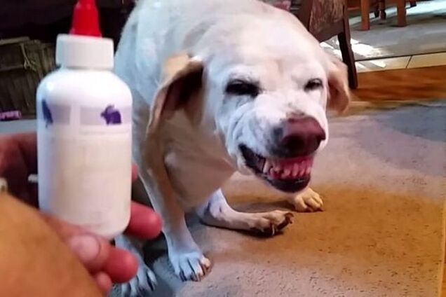Собака не любит лекарства: смешное видео