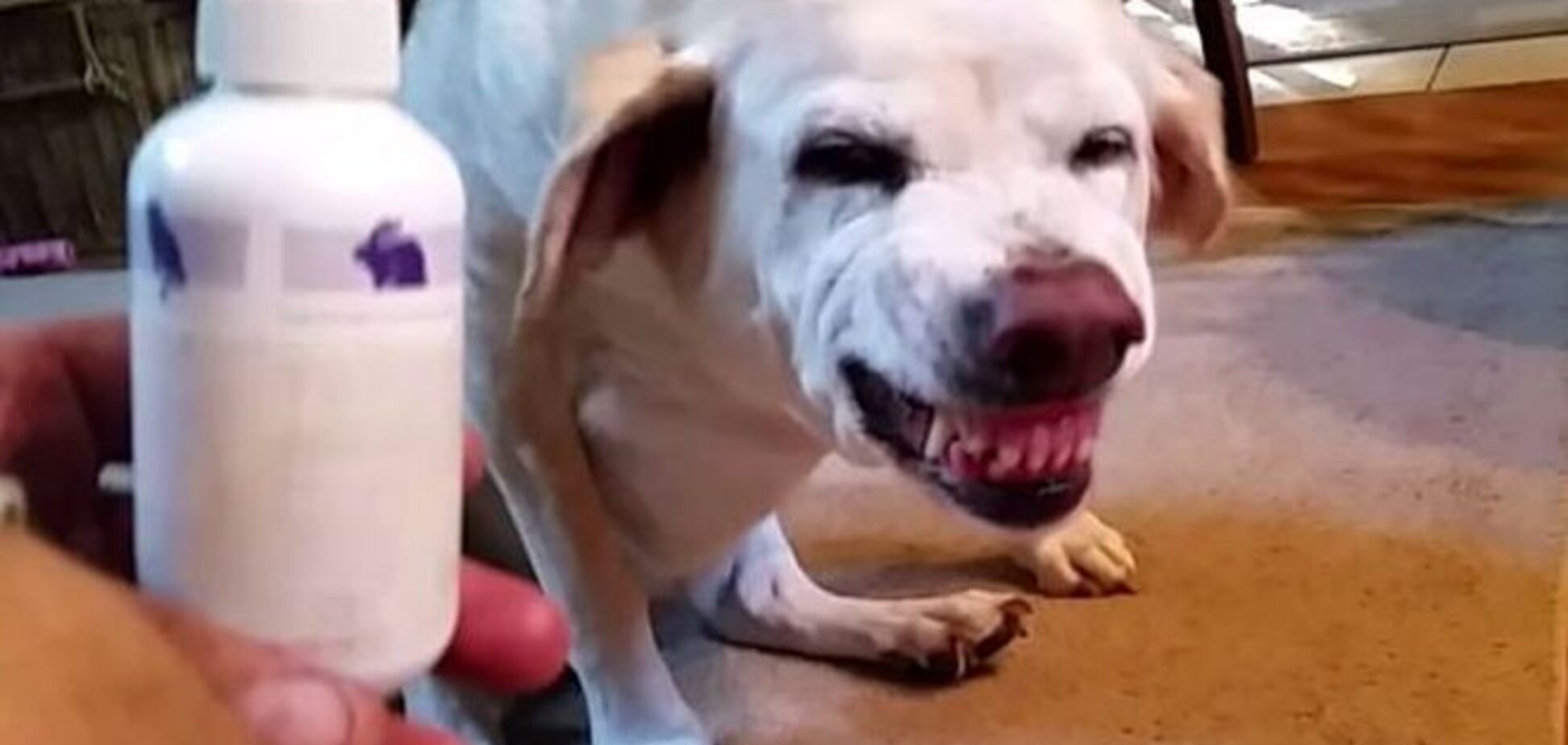 Собака не любит лекарства: смешное видео