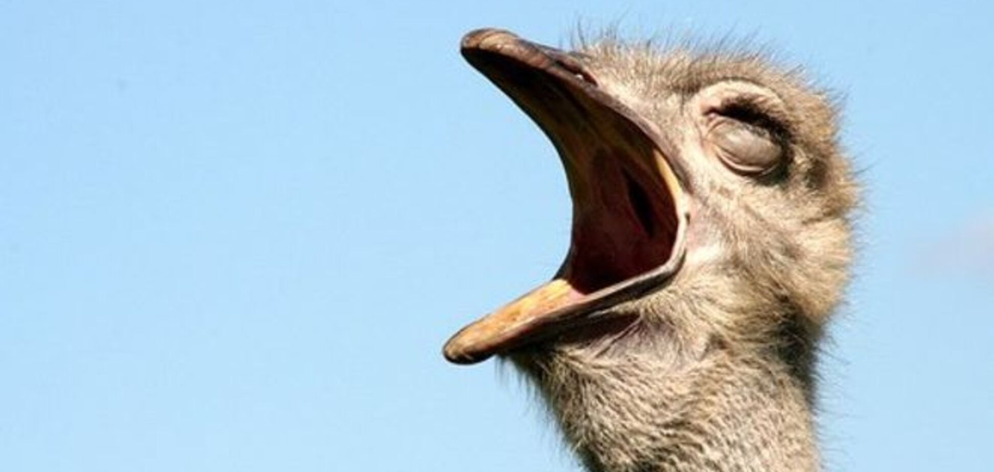 Премия Страуса: поющий Порошенко, курящий Яценюк и йовбаки