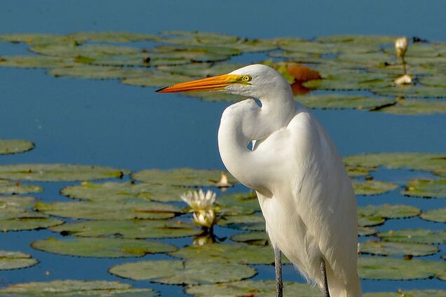 Цинічні чаплі: птахи відлетіли з анексованого Криму в Україну