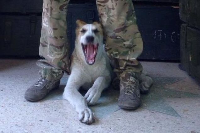 Они оберегают защитников: опубликованы фотографии самых преданных друзей воинов АТО