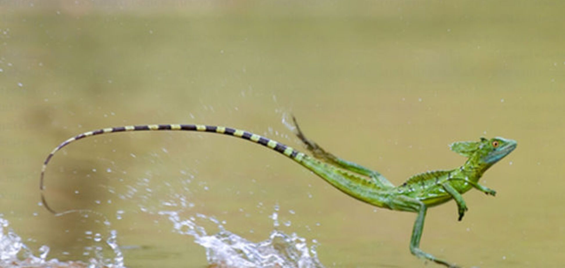 Палеонтологи раскопали останки ящерицы-'иисуса'