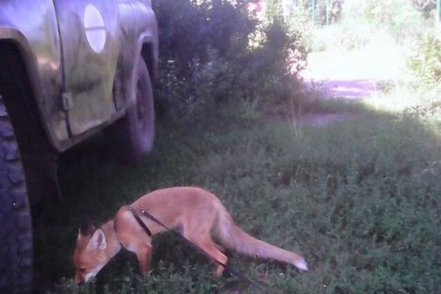 Победа обеспечена: солдаты АТО превратили раненого дикого лиса в боевого, опубликованы фото