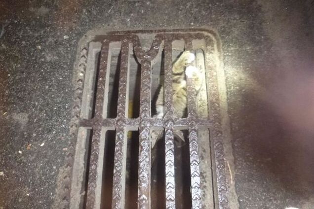 В Киеве спасли кота-'диггера'