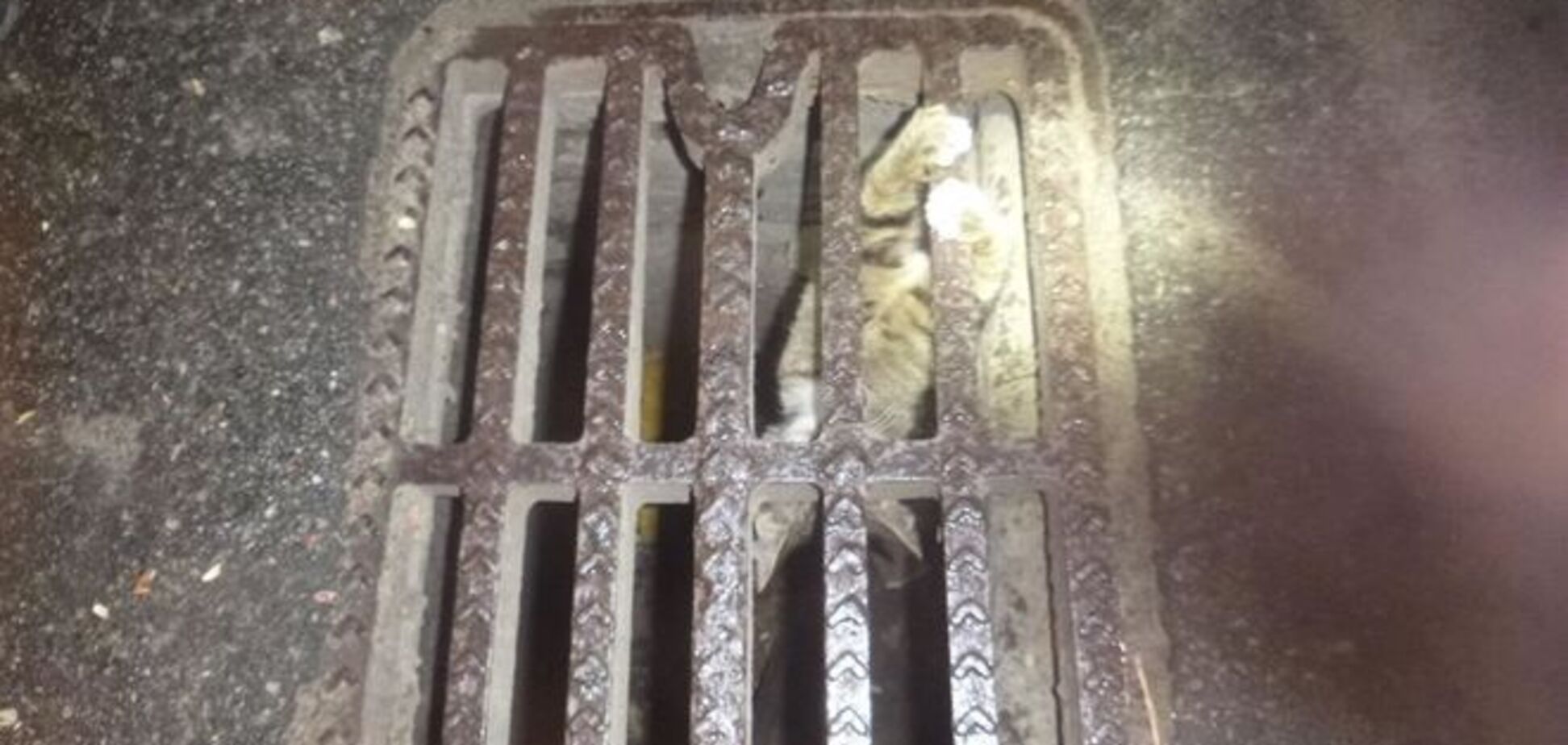 В Киеве спасли кота-'диггера'