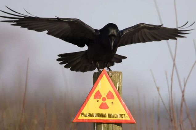 Cаркофаг у €1,5 млрд не гарантує безпеку ЧАЕС - Кошарна