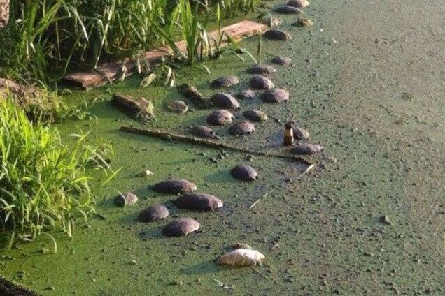 У київському озері знайшли десятки мертвих черепах: фотофакт