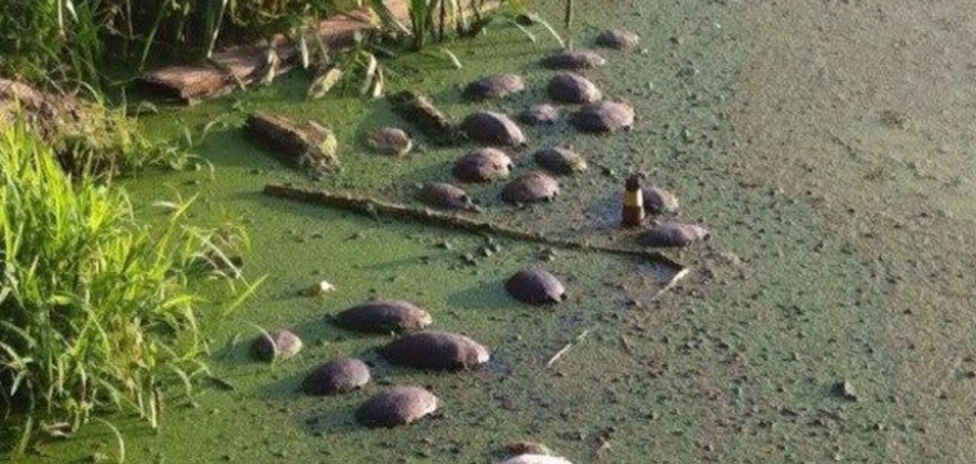 В киевском озере нашли десятки мертвых черепах: фотофакт