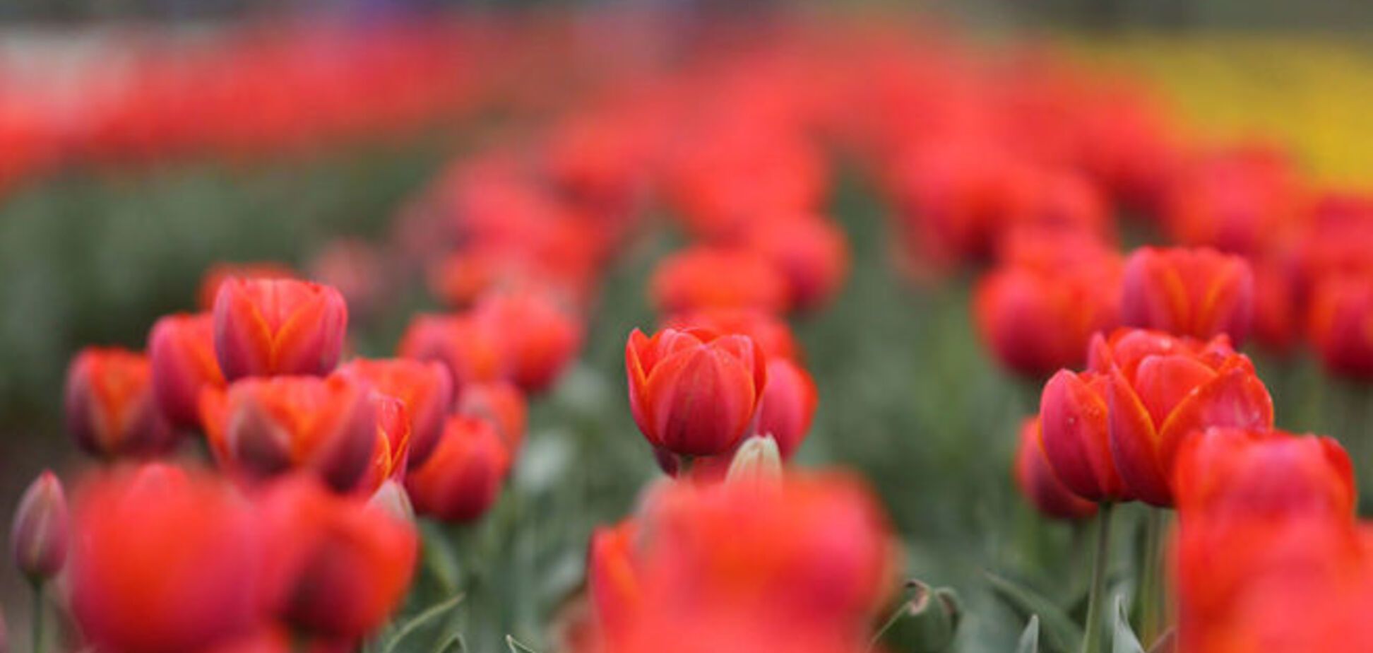 Никакой романтики! В России задумали запретить иностранные цветы