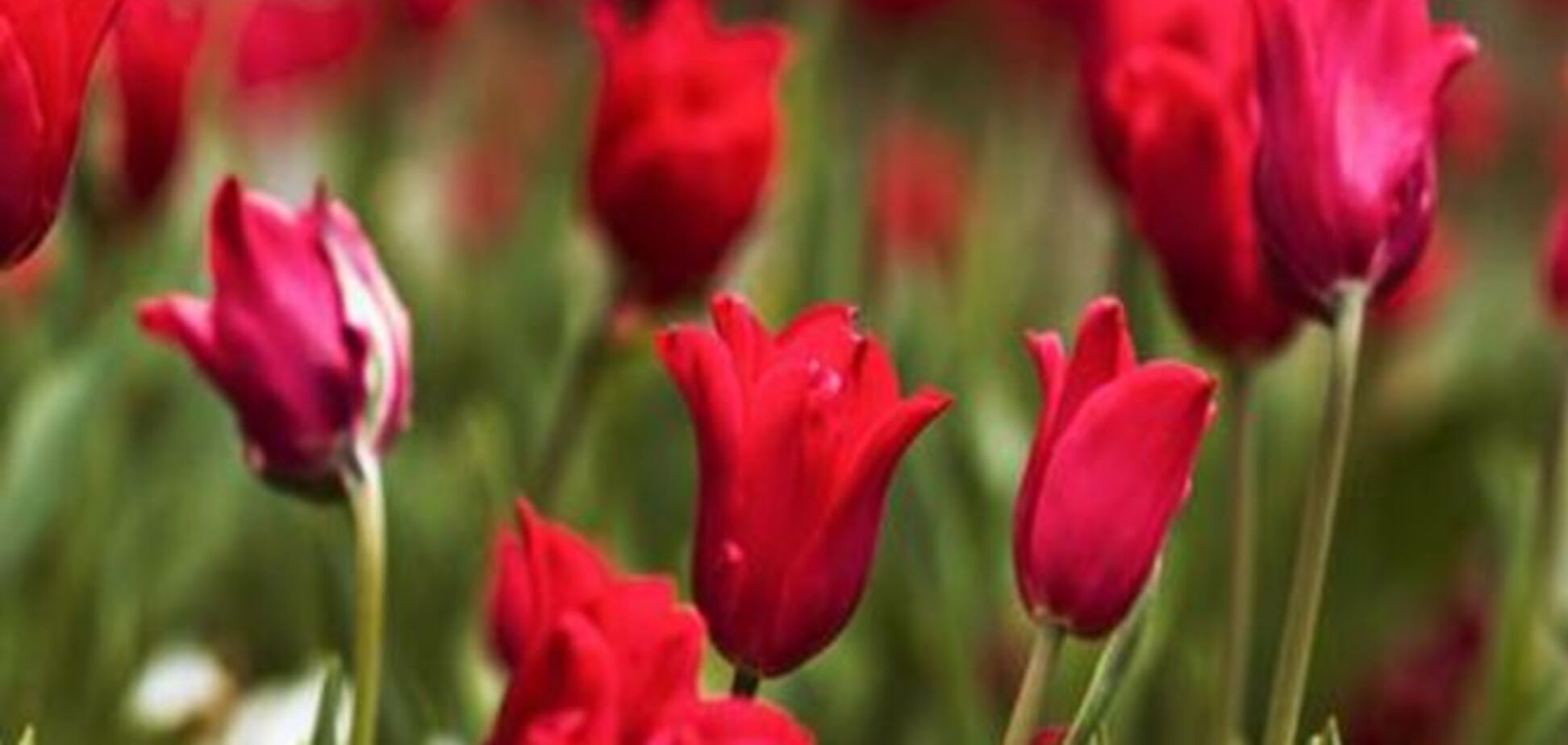 Росія погрожує заборонити імпорт квітів з Нідерландів