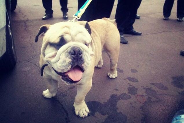 В Киеве полицейские приютили пса, который потерялся