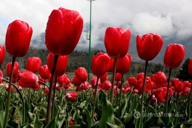 Загибель MH17: у Голландії назвали причину 'квіткових' санкцій Росії