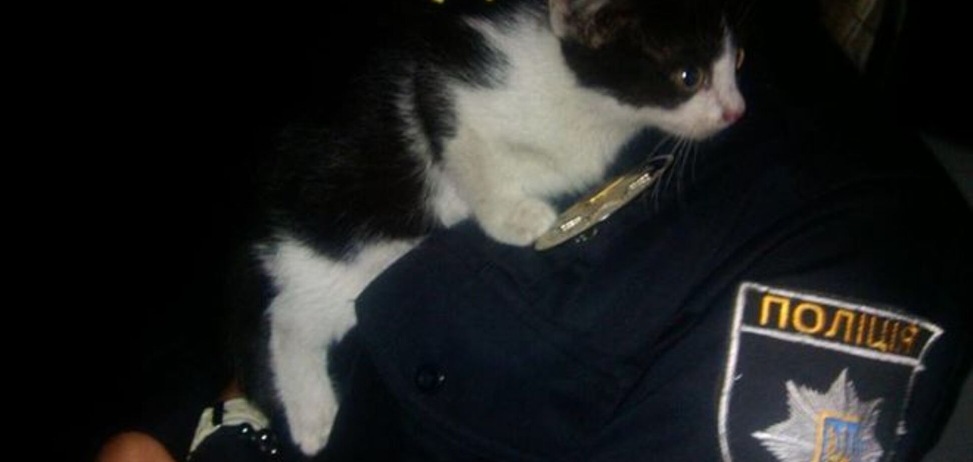 В Киеве кот устроил переполох в полицейской машине