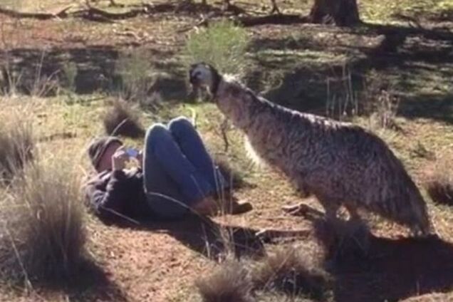 'Он в тебя влюбился!': американского туриста попытался изнасиловать страус эму