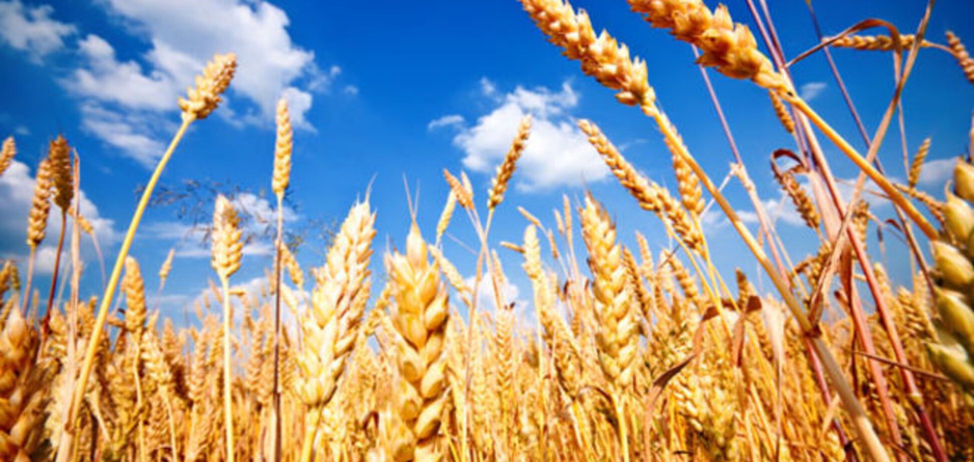 АПК: Аграрное лобби в Украине таки есть!