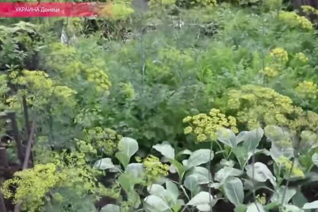 Жители оккупированного Донецка выращивают овощи и ягоды возле подъездов