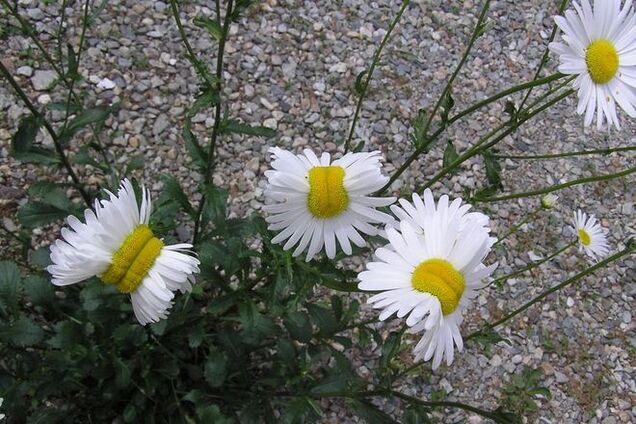 У Японії після аварії на 'Фукусімі' виросли квіти-мутанти: фотофакт
