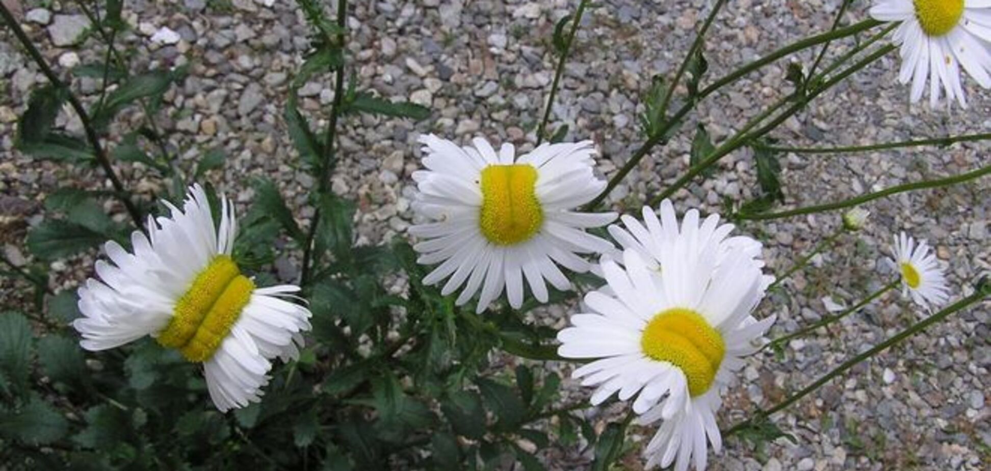 В Японии после аварии на 'Фукусиме' выросли цветы-мутанты: фотофакт