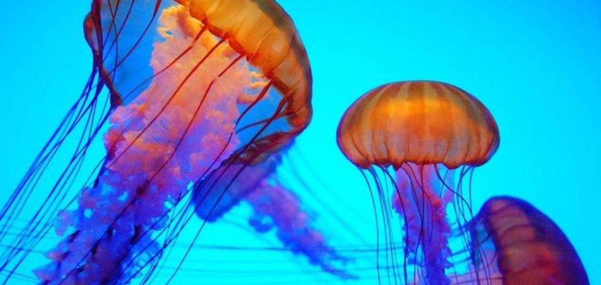 Первая помощь на отдыхе у моря: ожоги медуз и укусы рыб
