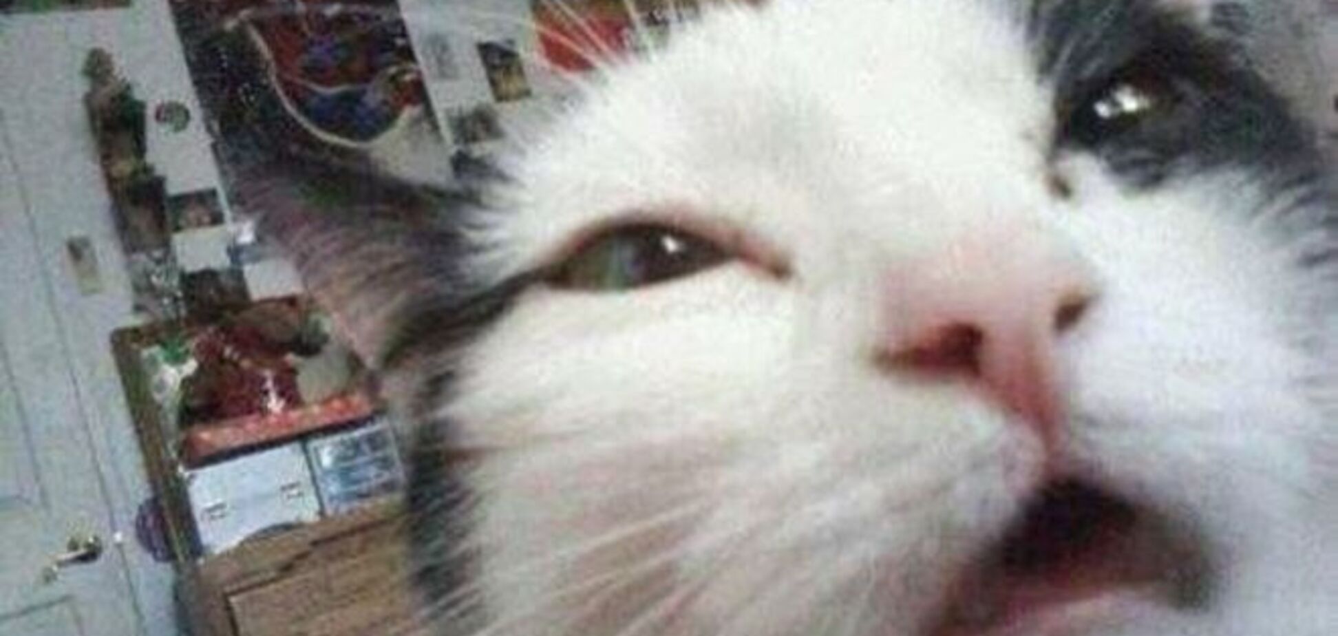 13 котов, которые в шоке от веб-камеры