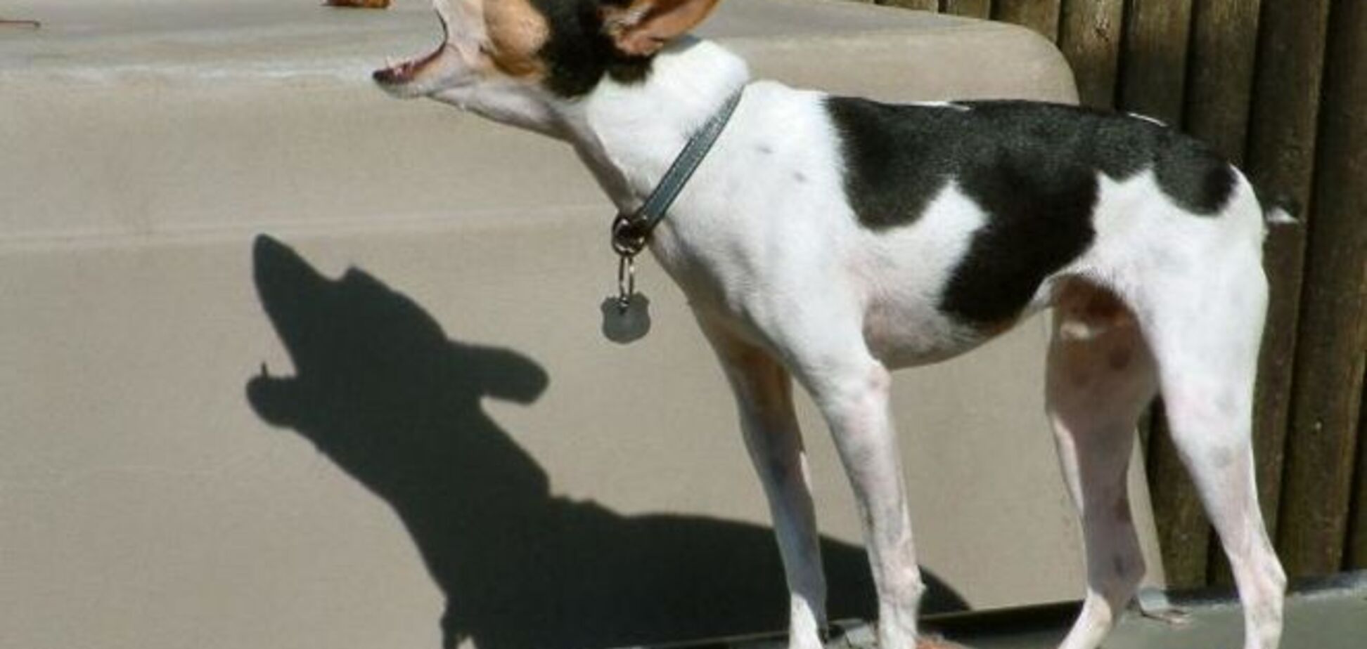 В Италии власти запретили собакам лаять после обеда