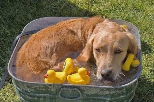 15 животных, которые борются с жарой, как могут