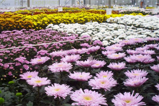 Месть с ароматом хризантем: Россия уничтожила сотни голландских цветов из-за трибунала по 'Боингу'